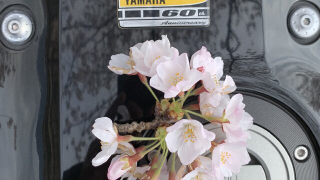 XSR900と桜